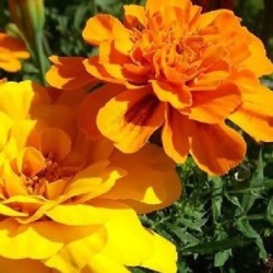 Tagetes bonita mix - semillas sin tratamiento