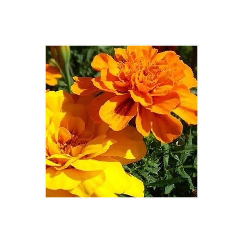 Tagetes bonita mix - semillas sin tratamiento