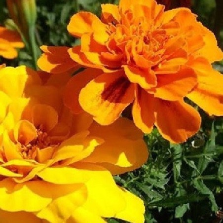 Tagetes bonita mix - semillas sin tratamiento