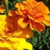 Tagetes bonita mix - semillas sin tratamiento