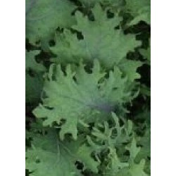 semillas de kale bolshoi