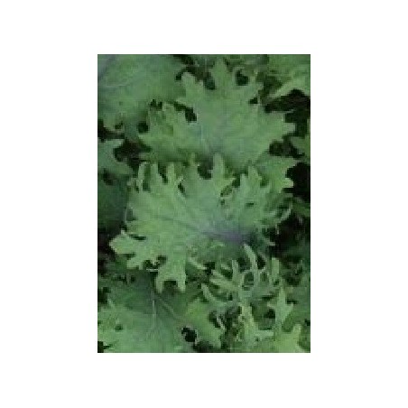 semillas de kale bolshoi