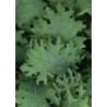 semillas de kale bolshoi