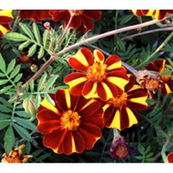 Tagetes Patula Molinillo maravilla (semillas sin tratar)