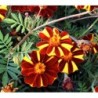 Tagetes Patula Molinillo maravilla (semillas sin tratar)