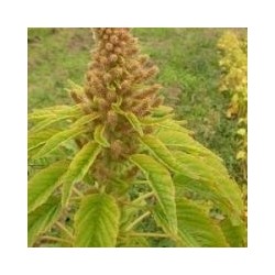 amaranto golden (semillas ecolÃ³gicas)