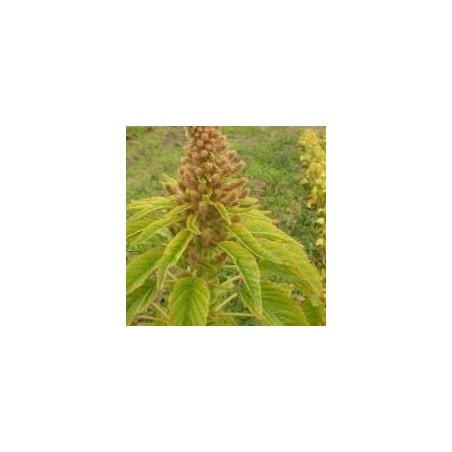 amaranto golden (semillas ecolÃ³gicas)