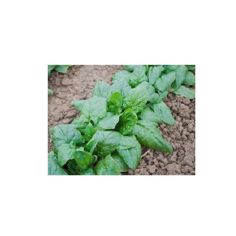 espinaca gigante de invierno - semillas no tratadas