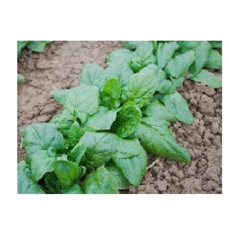 espinaca gigante de invierno - semillas no tratadas