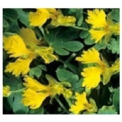 Capuchina de los canarios - semillas sin tratamiento