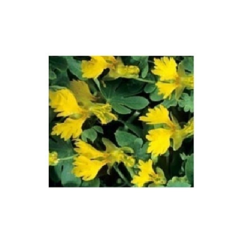 Capuchina de los canarios - semillas sin tratamiento