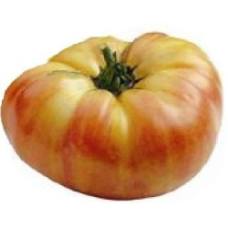 tomate ananas - semillas no tratadas