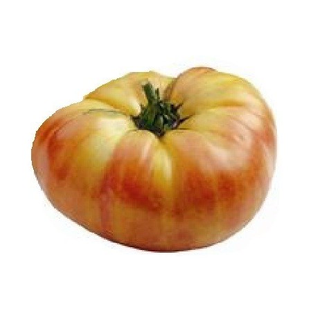 tomate ananas - semillas no tratadas