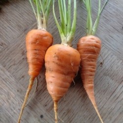 zanahoria chantenay corazon rojo 2 - semillas no tratadas