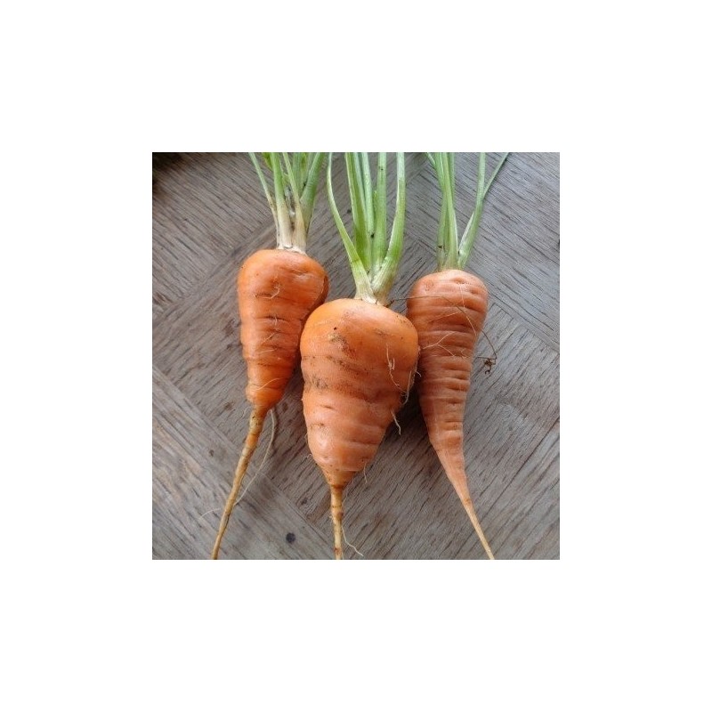 zanahoria chantenay corazon rojo 2 - semillas no tratadas