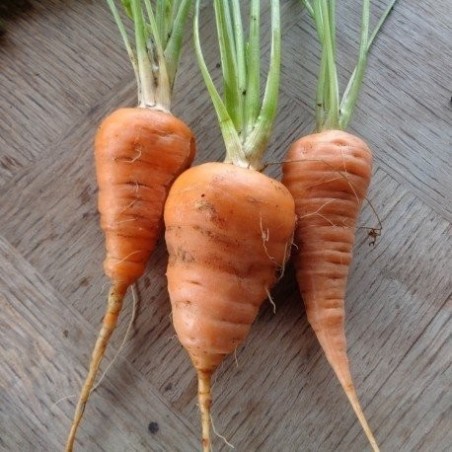 zanahoria chantenay corazon rojo 2 - semillas no tratadas