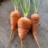 zanahoria chantenay corazon rojo 2 - semillas no tratadas