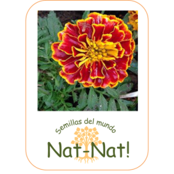 tagete spanish brocade