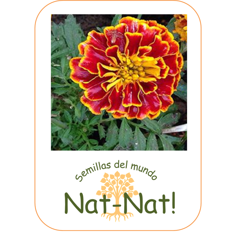 tagete spanish brocade