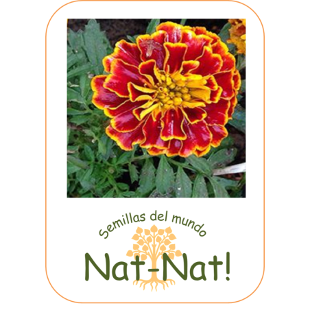 tagete spanish brocade