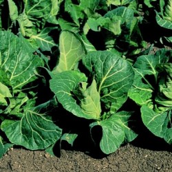 Col F1 Repollo Picudo