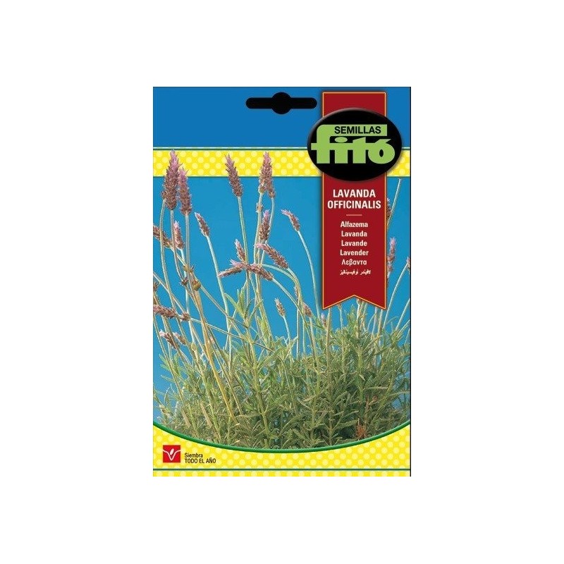 lavanda officinalis