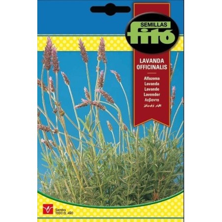 lavanda officinalis