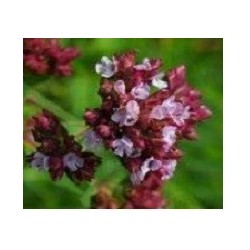 oregano rojo - semillas ecolÃ³gicas biodinamicas