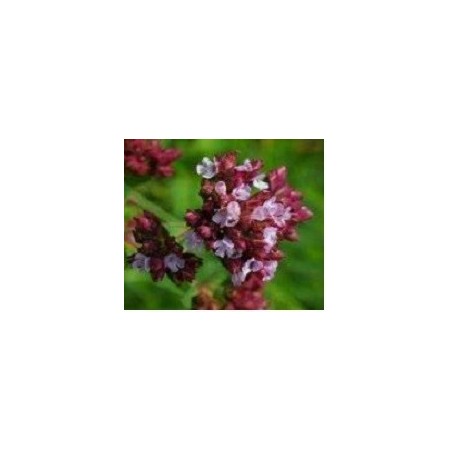 oregano rojo - semillas ecolÃ³gicas biodinamicas