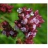 oregano rojo - semillas ecolÃ³gicas biodinamicas