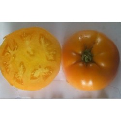 tomate persimmon (semillas no tratadas)