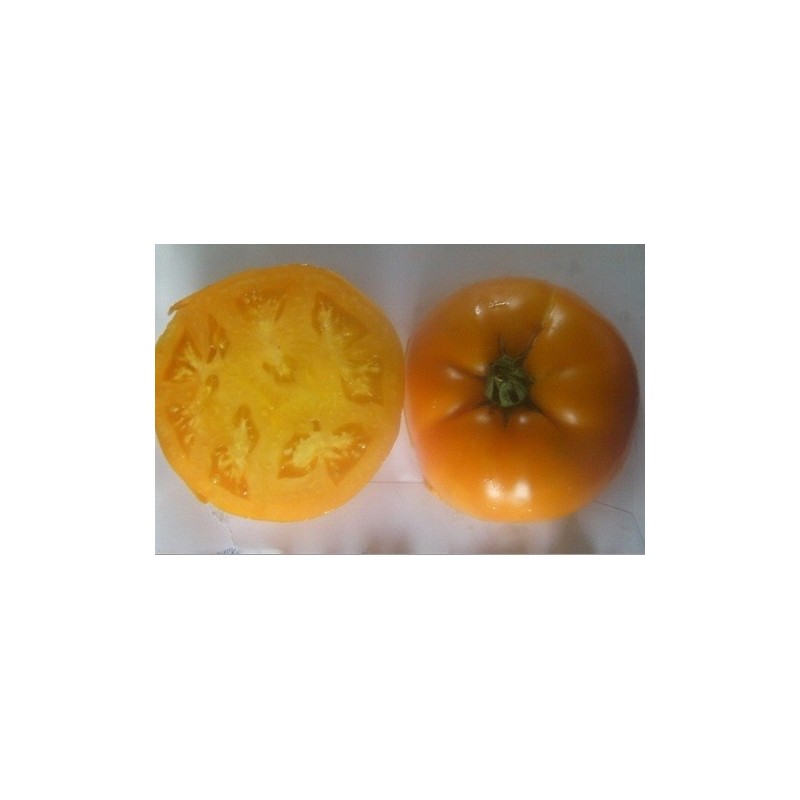 tomate persimmon (semillas no tratadas)