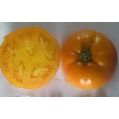 tomate persimmon (semillas no tratadas)