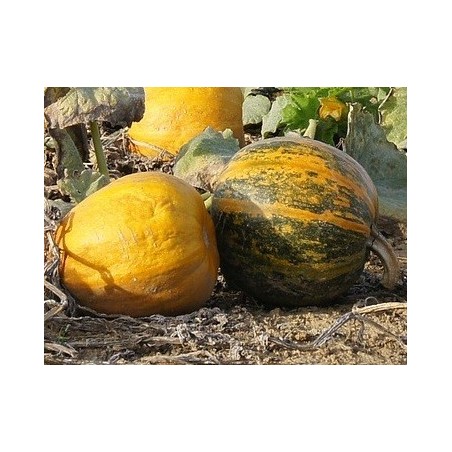 calabaza para pipas Lady Godiva (semillas no tratadas)