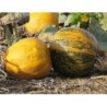 calabaza para pipas Lady Godiva (semillas no tratadas)