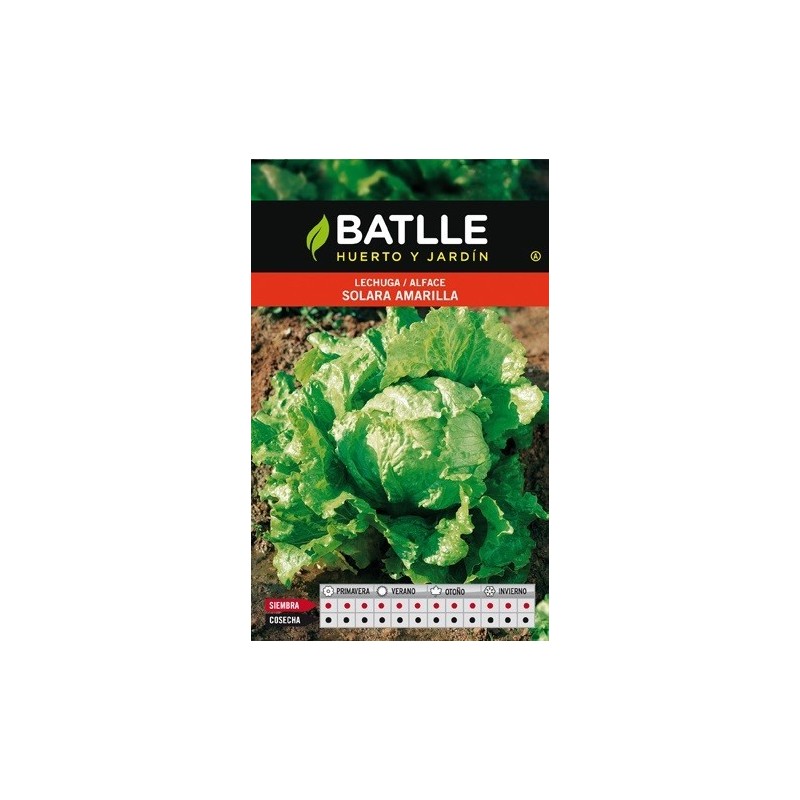 lechuga batavia solara