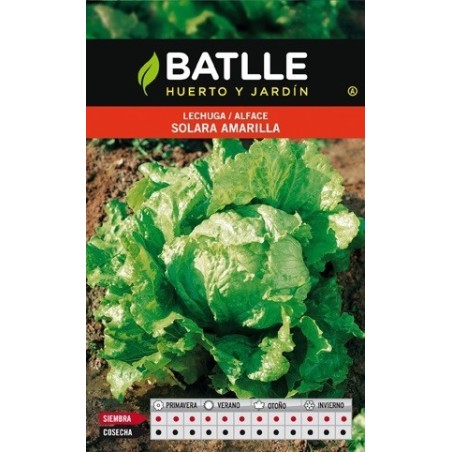 lechuga batavia solara