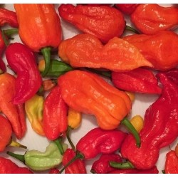 pimiento bhut jolokia