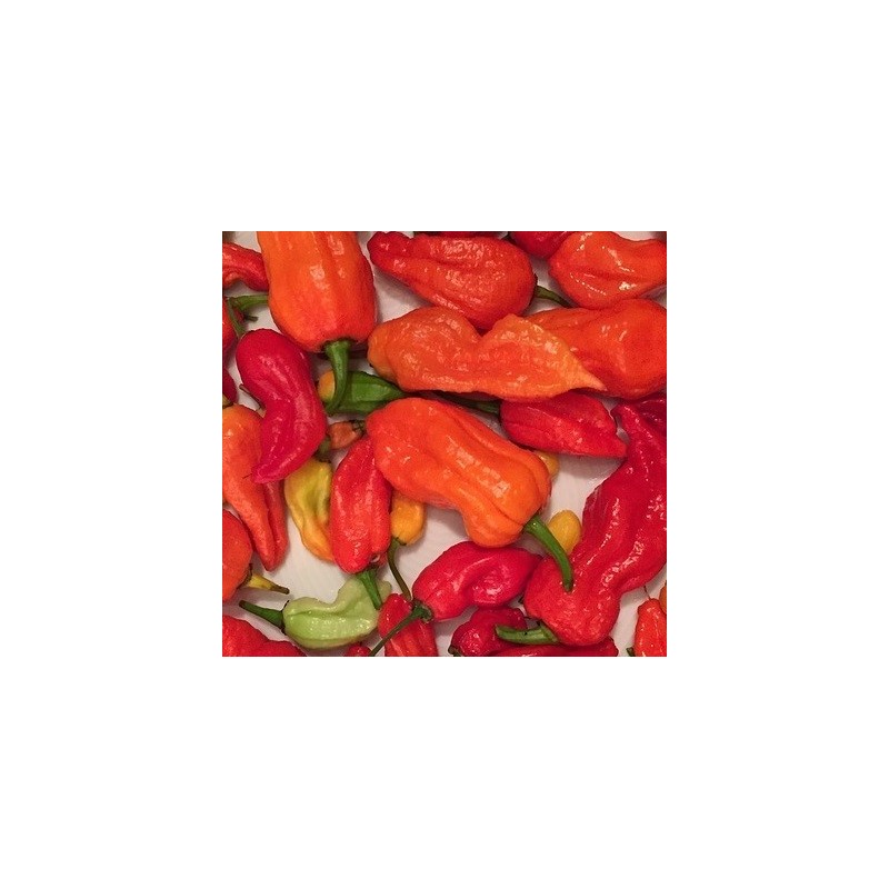 pimiento bhut jolokia