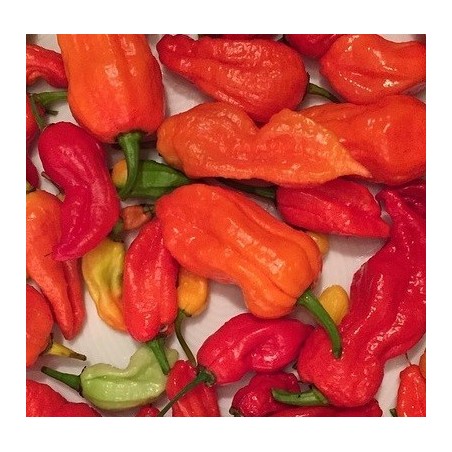 pimiento bhut jolokia