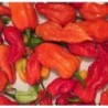 pimiento bhut jolokia