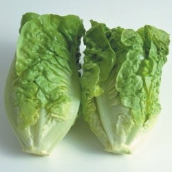 Lechuga Little Gem