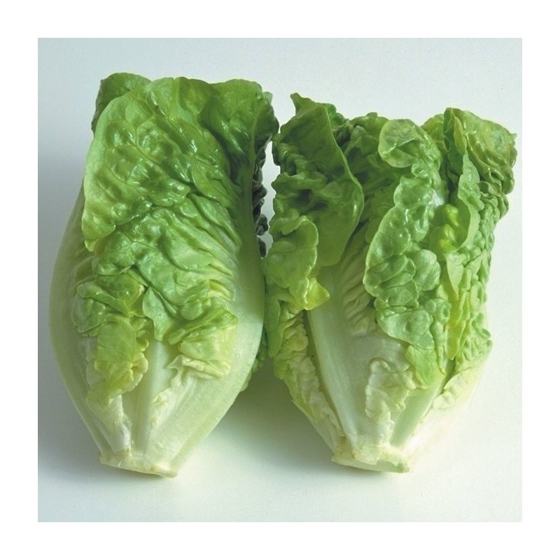 Lechuga Little Gem