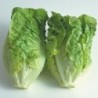 Lechuga Little Gem