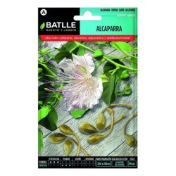 alcaparras (capraris spinosa)