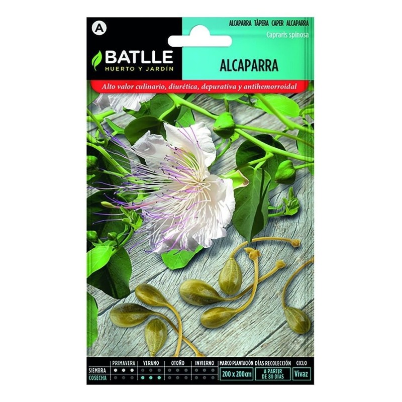 alcaparras (capraris spinosa)