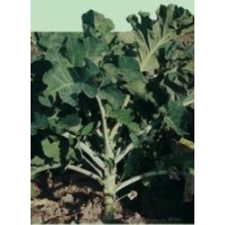 berza gigante caballar