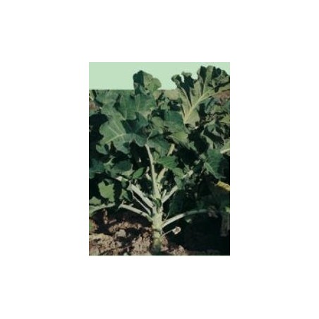 berza gigante caballar