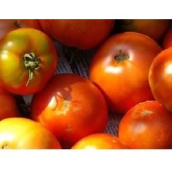 semillas ecolÃ³gicas de tomate tÃ­rvia