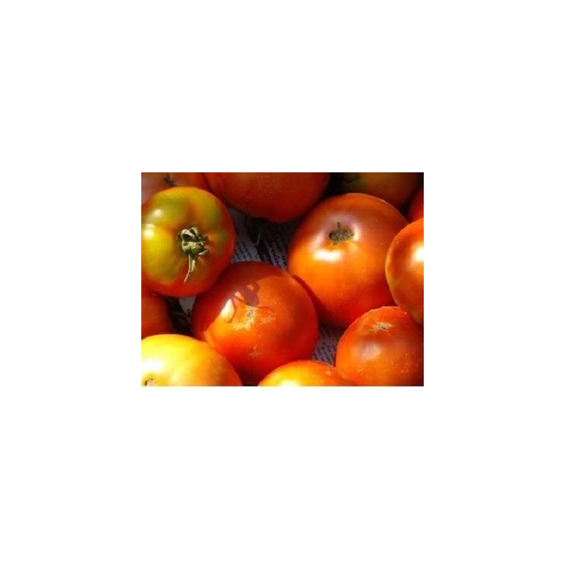 semillas ecolÃ³gicas de tomate tÃ­rvia